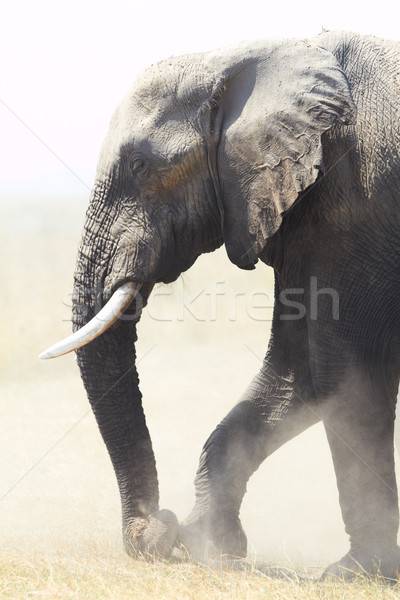 African Elephants Stock photo © Forgiss
