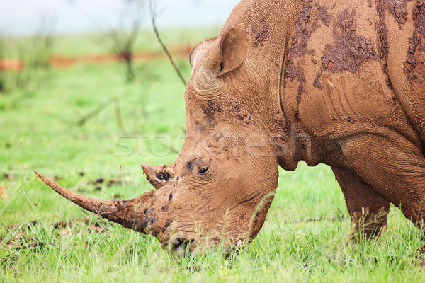 Mud encrusted rhinoceros eating green grass on a rainy day Stock photo © Forgiss