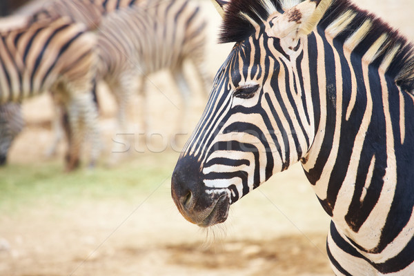 Zebras jardim zoológico zebra em pé rebanho animais do jardim zoológico Foto stock © forgiss