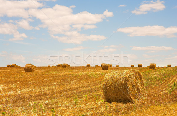Harvested Wheat Field Stock photo © Forgiss