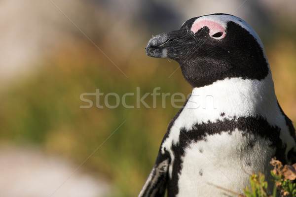 Jackass Penguin #20 Stock photo © Forgiss