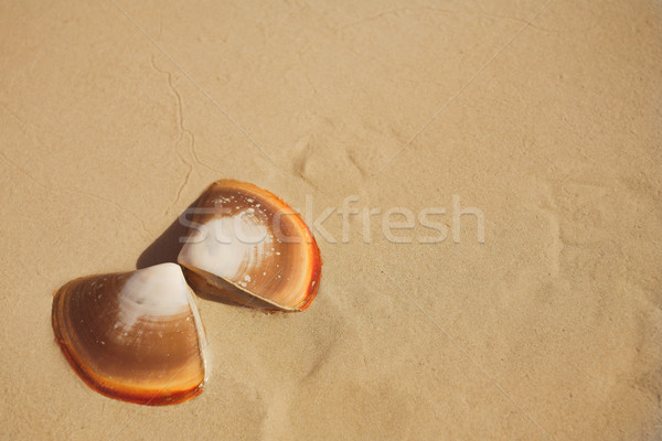 Stock photo: Butterfly shells on the beach in the wet sand