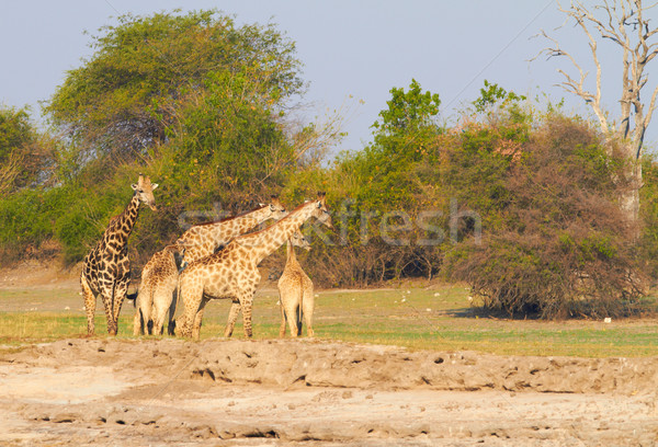 African Giraffes Stock photo © Forgiss