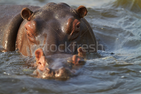 Hippopotamus Stock photo © Forgiss