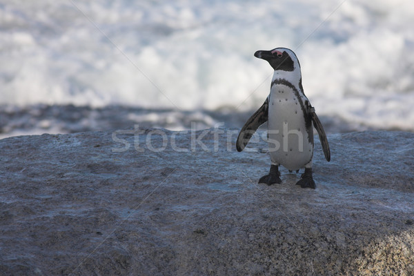 Jackass Penguin #34 Stock photo © Forgiss