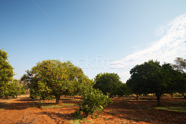 Oranje vruchten boomgaard oranje bomen vruchten zonnige Stockfoto © Forgiss