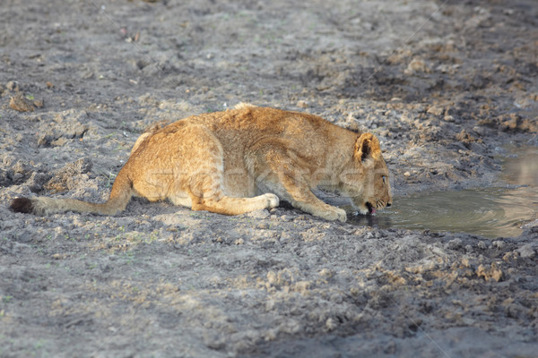 lion cub drinking Stock photo © Forgiss