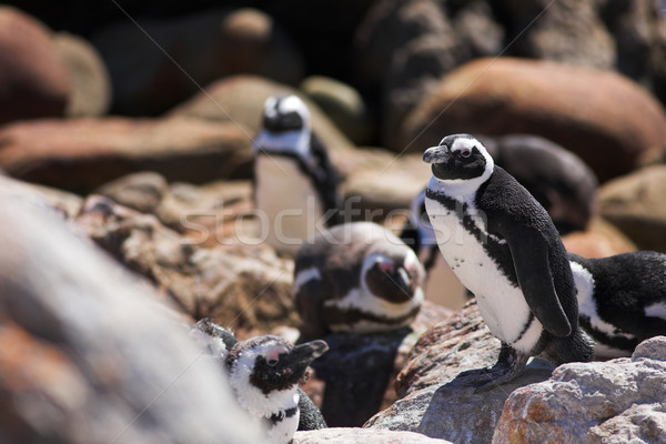 Jackass Penguin #15 Stock photo © Forgiss
