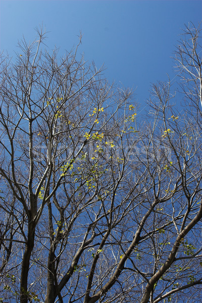 árbol sin hojas cielo azul hoja Foto stock © Forgiss