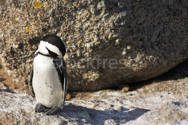 Jackass Penguin Stock photo © Forgiss