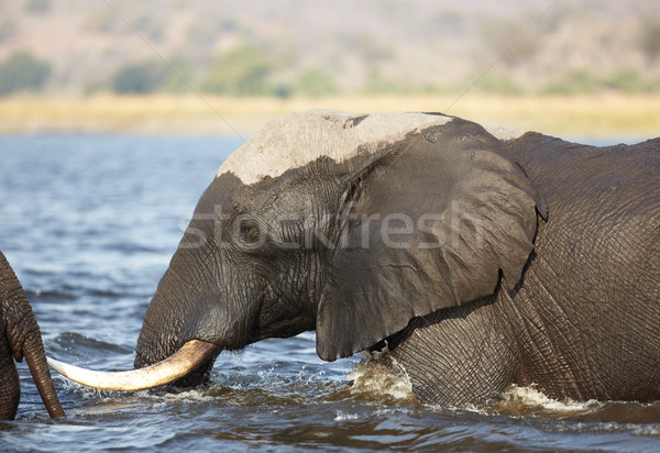 Stock photo: Elephants crossing