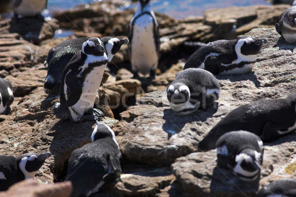 Jackass Penguin #8 Stock photo © Forgiss