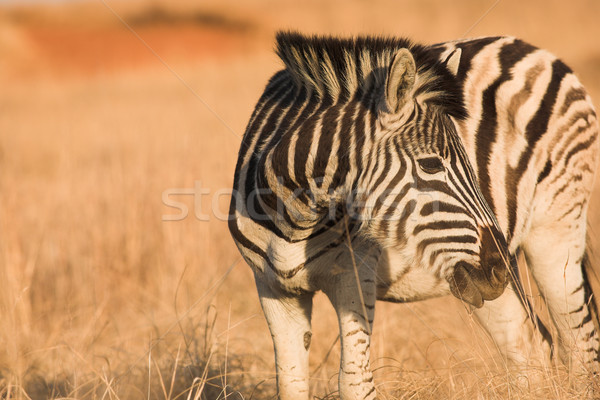 Zebra South Africa winter natuur witte patroon Stockfoto © Forgiss