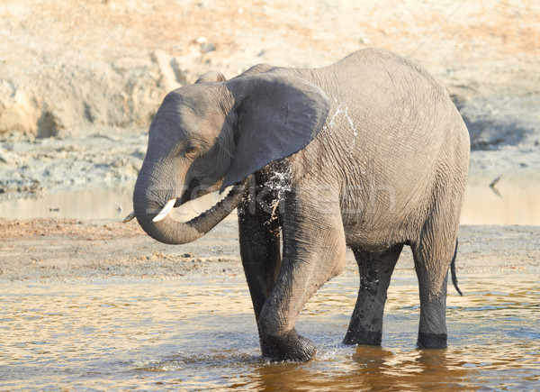 Afryki słonie stado banki rzeki Botswana Zdjęcia stock © Forgiss
