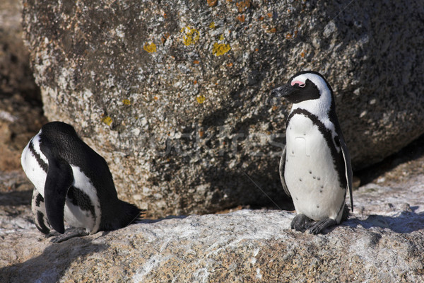 Jackass Penguins on the rocks Stock photo © Forgiss