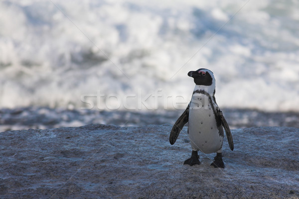Jackass Penguin on the rocks Stock photo © Forgiss