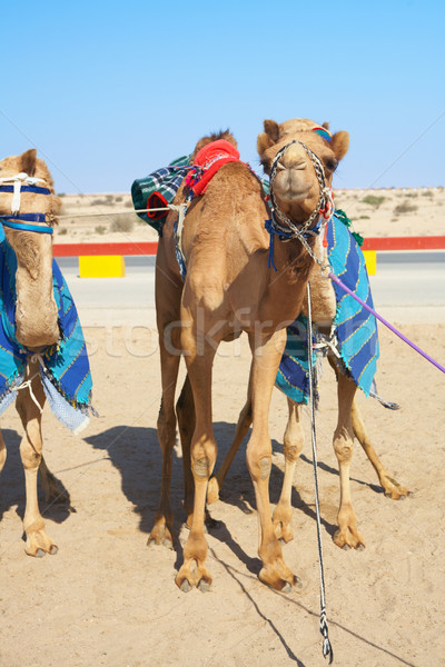 Robot controlled camel racing Stock photo © Forgiss