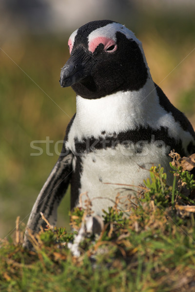 Jackass Penguin Stock photo © Forgiss