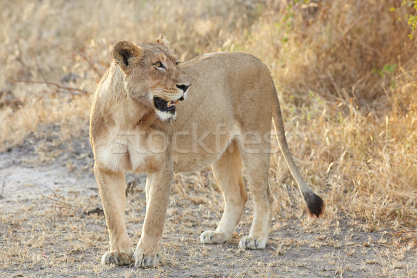 Jovem leão de manhã cedo luz noite Foto stock © Forgiss