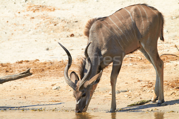 Ivóvíz bankok folyó Botswana Namíbia déli Stock fotó © Forgiss