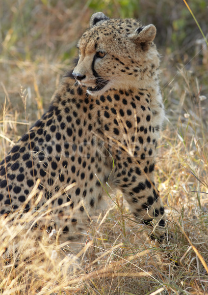 Leopardo caça jovem caça africano arbusto Foto stock © Forgiss