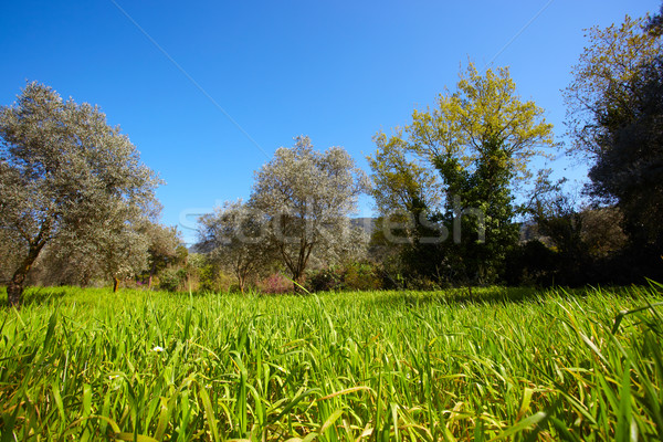 Erboso campo verde sereno cielo blu giorno Foto d'archivio © Forgiss