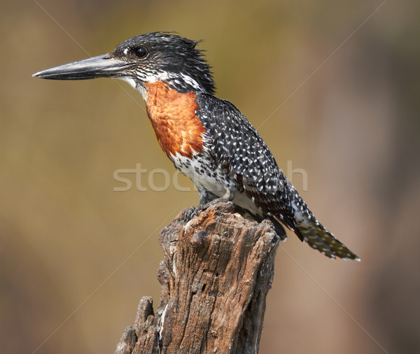 Reus ijsvogel mannelijke koper kastanje borst Stockfoto © Forgiss