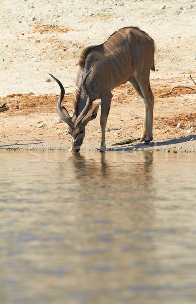 Trinkwasser Banken Fluss Botswana Namibia südlich Stock foto © Forgiss