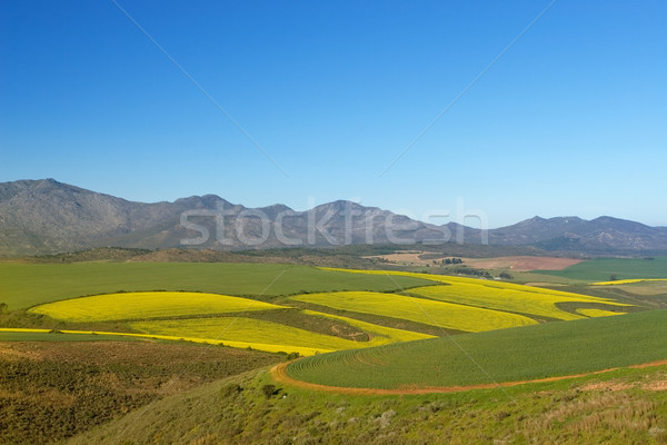 Farm #6 Stock photo © Forgiss