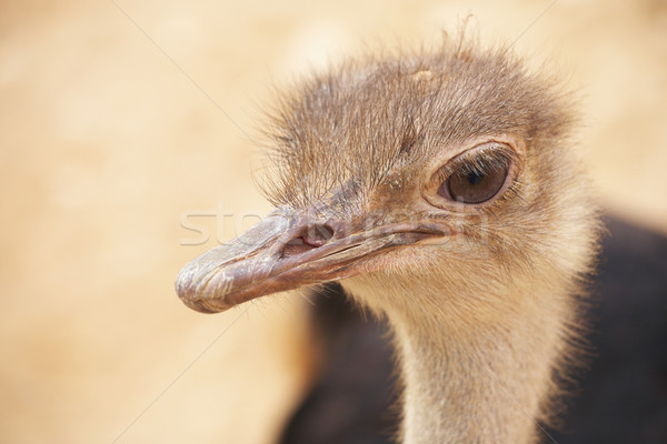scruffy male ostrich Stock photo © Forgiss