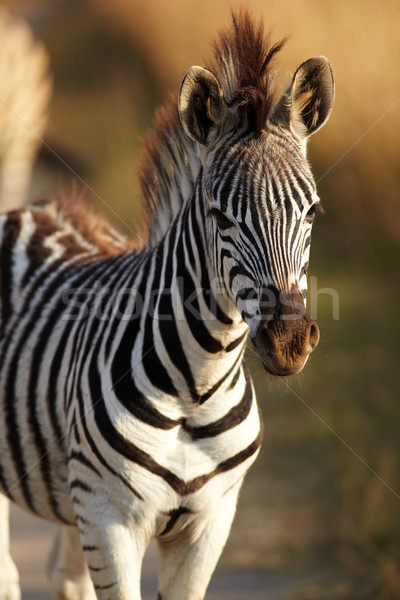 Jovem zebra inverno grama viajar Foto stock © forgiss