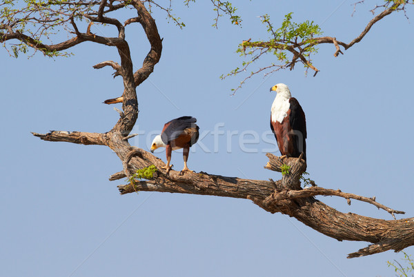 Stock photo: Fish Eagle