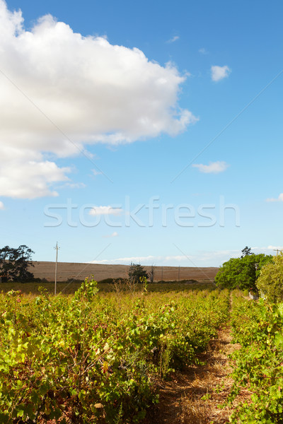 Westerse groene zonnige blauwe hemel dag South Africa Stockfoto © forgiss