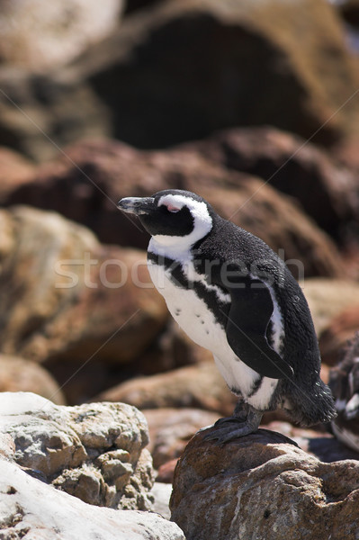 Jackass Penguin on the rocks Stock photo © Forgiss