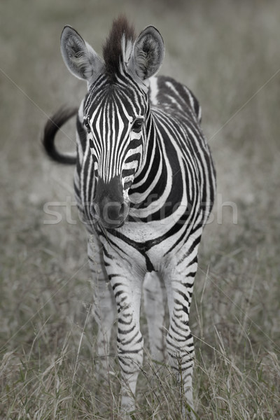 Stock photo: Baby Zebra