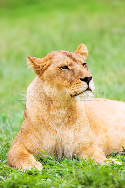 Young Lioness lying down in the grass Stock photo © Forgiss