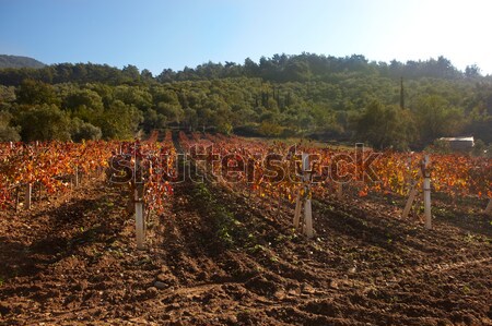 Jesienią brązowy wygaśnięcia Hill na zewnątrz wina Zdjęcia stock © Forgiss