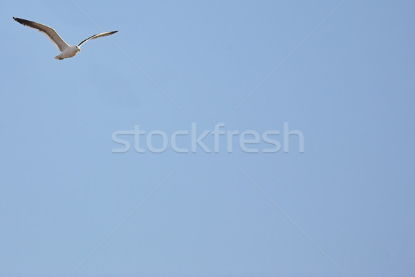 Seagull #4 Stock photo © Forgiss