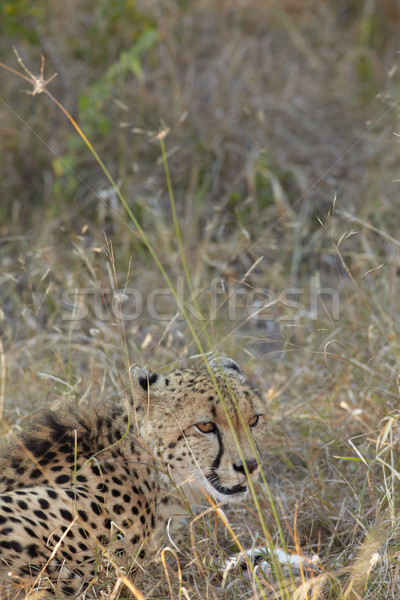 Leopardo caça jovem caça africano arbusto Foto stock © Forgiss