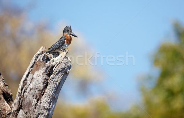 Reus ijsvogel mannelijke koper kastanje borst Stockfoto © Forgiss