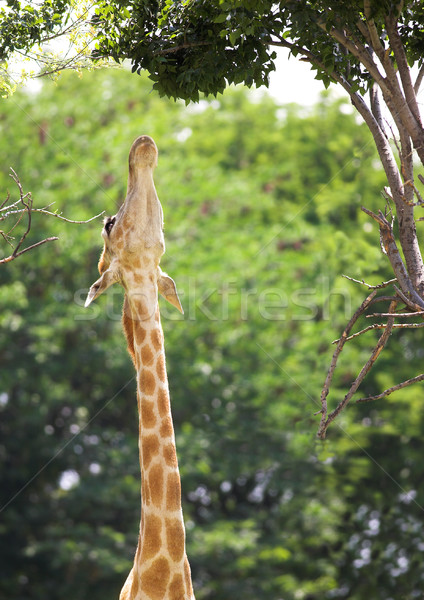 Zürafa genç yukarı ulaşmak yaprakları Stok fotoğraf © Forgiss