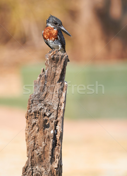 Giant Kingfisher Stock photo © Forgiss