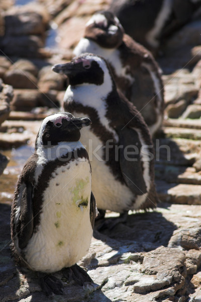 Jackass Penguin #1 Stock photo © Forgiss