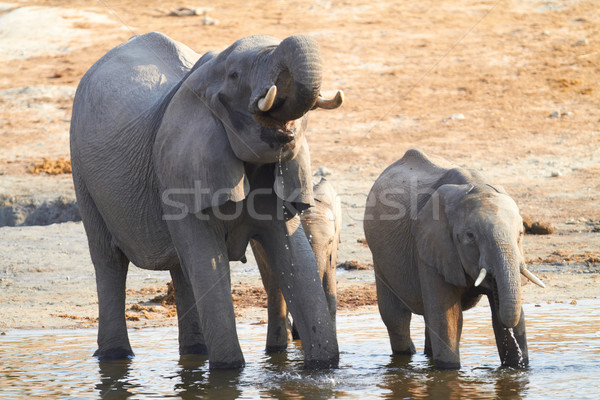 Africaine troupeau banques rivière Botswana [[stock_photo]] © Forgiss