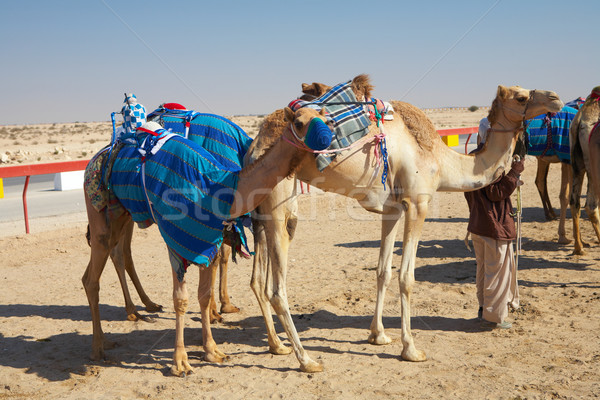 Robot camel racing Stock photo © Forgiss