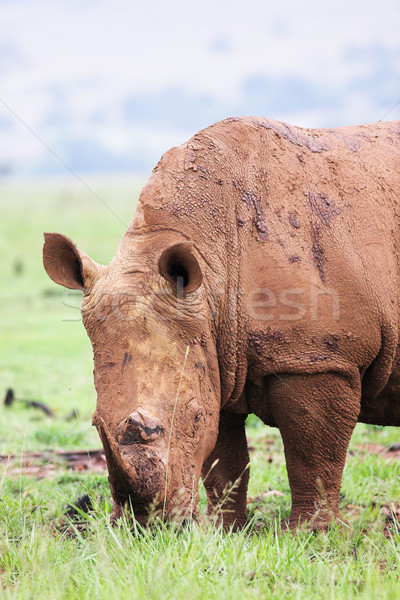 Mud encrusted rhinoceros eating green grass on a rainy day Stock photo © Forgiss