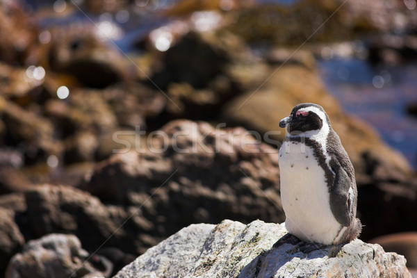 Jackass Penguin #4 Stock photo © Forgiss