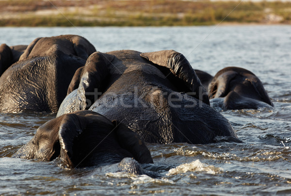 Elephants crossing Stock photo © Forgiss