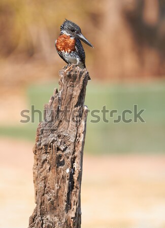 Giant Kingfisher Stock photo © Forgiss