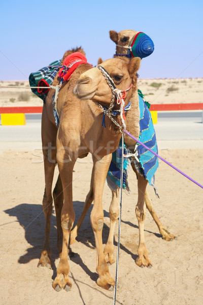 Robot controlled camel racing Stock photo © Forgiss